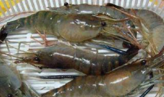 世界上最大的虾 世界上最大的虾